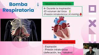 Circulacion Venosa [upl. by Yrret]