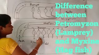 Difference between Petromyzon Lampreyand Myxine Hag fish [upl. by Socem]