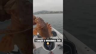 Sculpin 😳 tightlines fishing omg fish sportfishing youtubeshorts youtuber kayakfishing [upl. by Tnarud]