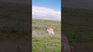 Leopard hunts antelope but the antelope escapes cleverly Animal World Fantastic Animals Here Hi [upl. by Inatsed848]