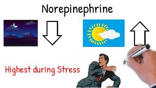 Norepinephrine noradrenaline  Effects Action uses in medicine explained simply [upl. by Allerim860]