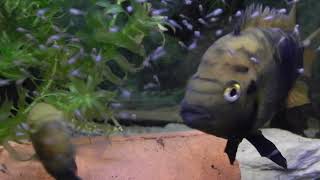 2019 Pielęgnica miodowa Archocentrus multispinosus z młodymi Rainbow cichlid  couple with fry [upl. by Matlick]