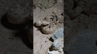 ICON of the Desert Sonoran Desert Sidewinder snake herping [upl. by Brendis67]