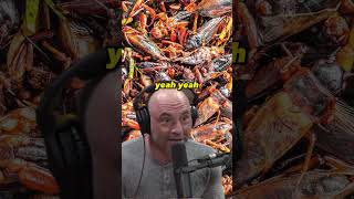 The Surprising Solution to Meat Problems Eating Insects with Christopher Ryan  JRE 1369 [upl. by Ivonne201]