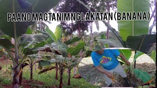 How to plant LAKATAN banana [upl. by Schilit]