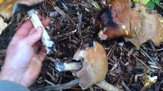 Transplanting Wine Cap Mushrooms in the Fall [upl. by Nofets]