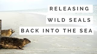 Dutch Bucket List Releasing Seals Back Into the Wild Wadden Sea the Netherlands [upl. by Namaan]