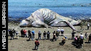 The 10 Most Mysterious Sea Monster Carcasses Ever Found [upl. by Caundra]