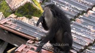 Liontailed macaque deep in thought Kerala [upl. by Eldrid]