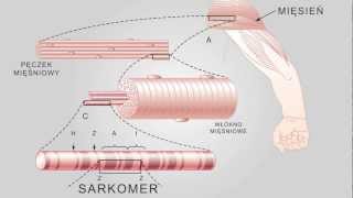 Ślizgowy Model Skurczu Mięśni Poprzecznie Prążkowanych [upl. by Aivilys206]