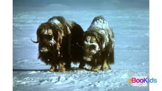 Childrens story  Animals of cold countries  wwwebookidscom [upl. by Nadaha]