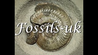 Intro Unearth the Past with Fossilsukcom [upl. by Colver472]