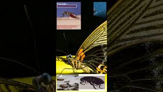 Exploring Current Innovative Research Areas In Entomology shorts youtubeshorts trending phd [upl. by Hanauq]