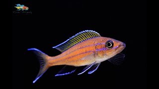 Paracyprichromis nigripinnis breeding and husbandry [upl. by Raimundo]