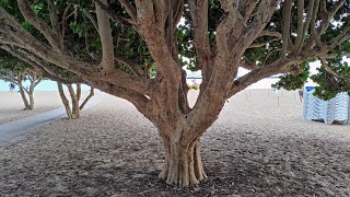 Huge Tasty Sea Grape Coccoloba uvifera Trees at Teresitas Beach Tenerife [upl. by Gib829]