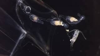 Siphonophore eating copepod [upl. by Oitaroh]