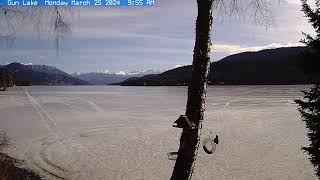 Gun Lake Nutcracker Cam Live Stream March 25 [upl. by Anirroc]