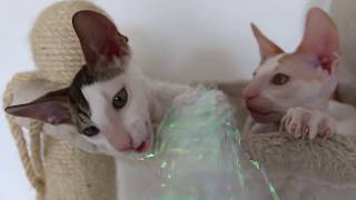 Cutest Kittens ever Cornish rex kittens so cute [upl. by Minne]