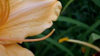 Hybridizing pollinating Daylilies in Your Garden [upl. by Einafpets130]