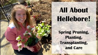 All about Hellebore Lenten Rose Spring Pruning Planting Transplanting and Care [upl. by Nitniuq495]