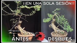 🌳 Como DISEÑAR un BONSAI DESDE CERO  Enrafiado y Alambrado [upl. by Weywadt]