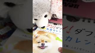 Japanese dogs calendar cover lyrics japan lofi dogs doglover korea korean japan [upl. by Annid]