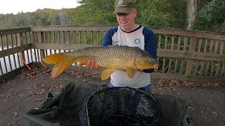 Fall Carp Fishing Family Picnic  Carp amp Catfishing Tips for bank fishing [upl. by Odrareg359]