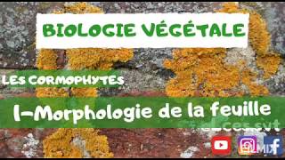 Les cormophytes  Morphologie de la feuille  شرح بالدارجة [upl. by Abihsot]