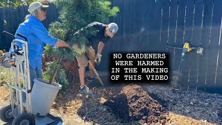 Planting Evergreen Podocarpus Trees in the Garden for Privacy and Winter Interest [upl. by Caye109]