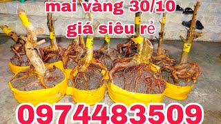 mai vàng 3010 giá siêu rẻ cô chú ngang ủng hộ con  0974483509 Cường [upl. by Yesima869]