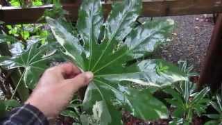 Growing Fatsia japonica [upl. by Tacita]