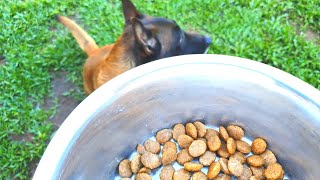 SEU CACHORRO NÃO QUER COMER RAÇÃO SOLUÇÃO ✅RÁPIDA ✅FÁCIL ✅BARATA [upl. by Witt]