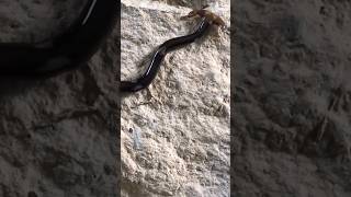 hammerhead worm  Do you agree with scientists facts science [upl. by Joeann]