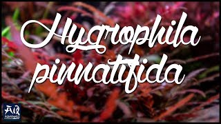 Aufsitzer amp Stängelpflanze in Einem Hygrophila pinnatifida  AquaOwner [upl. by Euqinwahs154]