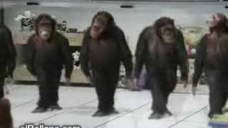 Monkeys Dancing [upl. by Nixon]