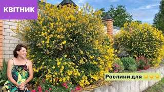 Як створила КВІТНИК на заздрість всім Посухостійки рослини [upl. by Euqinahc]