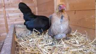 Chicken laying her first egg Modern Game Bantam [upl. by Ylirama398]