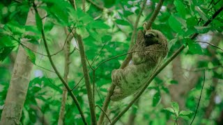 „Massensterben“ von Flora und Fauna bedroht Biodiversität [upl. by Stannwood]