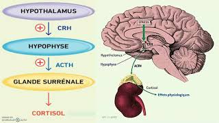 Stress et production de cortisol  laxe hypothalamohypophysocorticosurrénalien axe corticotrope [upl. by Sirraj]