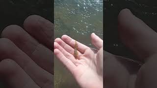 Common blenny release [upl. by Bugbee]