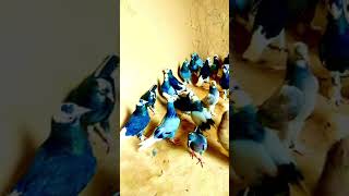 guvercin pigeon fancykabootar kabootar fancypigeon کبوتر kabutar pigeonbreed کفتر birds [upl. by Soloma]