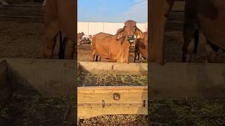 Beautiful brahman cattle [upl. by Pressman]