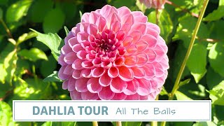 Dahlia Tour 2023  All The Balls And PomPoms [upl. by Aicekan]