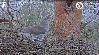 Vistu vanags Accipiter gentilis BKUS teritorijā – 2 ligzda [upl. by Alleyn]