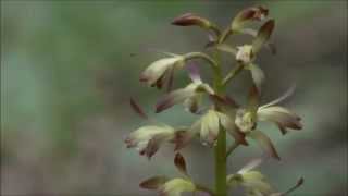 Putty Root Orchid Aplectrum hyemale [upl. by Sixele]