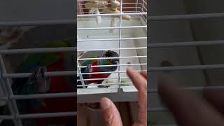 Try to feed Robyn the bird through the cage with treat [upl. by Franci714]