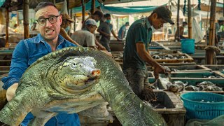 These Villagers Make Millions Farming GIANT Soft Shell Turtles [upl. by Maillw164]