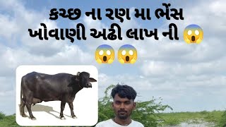 કચ્છ ના રણ મા ભેંસ ખોવાણી અઢી લાખ ની 😱😱😱 [upl. by Atnaloj]