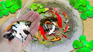 Amazing Catching Pterophyllum scalare and Beautiful Fish Species on the Field  Fishing Video [upl. by Ellerihs]