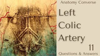 Left Colic Artery Anatomy 11 QA [upl. by Wina]